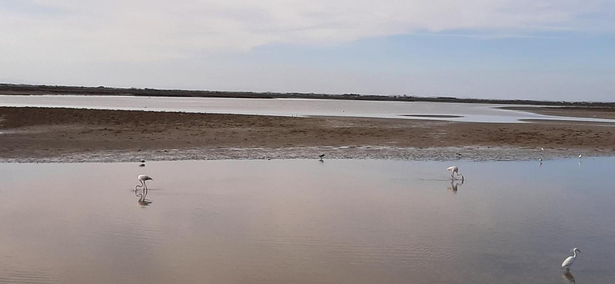 Appartement Calme A Deux Pas De La Mer Saintes-Maries-de-la-Mer Exteriör bild
